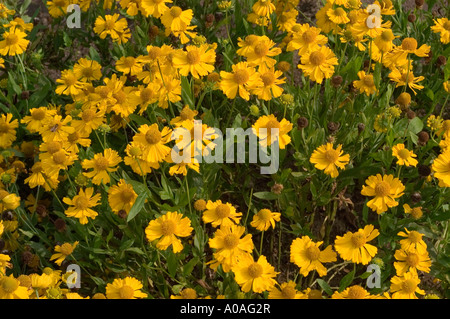 Leuchtend gelbe Blüten der Sneezeweed Asteraceae Helenium autumnale var Pumilum Magnificum auf einem Feld im Herbst. Stockfoto