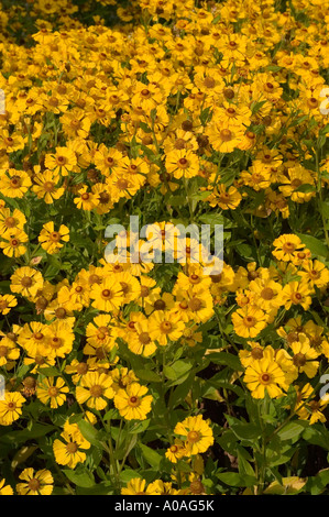Feld der gelben gewöhnlichen Nasenweed (Helenium autumnale var Gartensonne) Blüten im Herbst. Lebendige Asteraceae blühen in einem Garten. Stockfoto