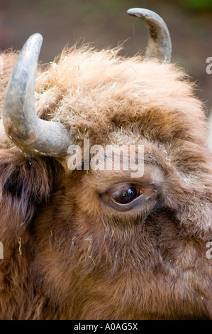 Detaillierte Nahaufnahme eines amerikanischen Bison Bison Bison mit dunklem Auge, geschwungenen Hörnern und dickem zottelbraunen Fell. Stockfoto