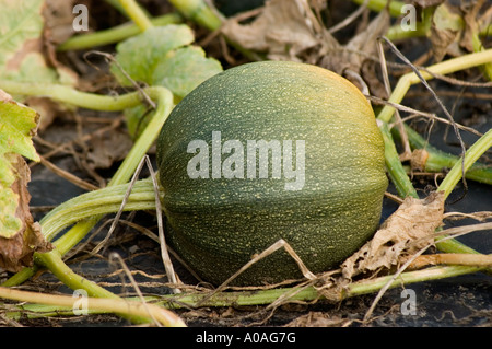 Wassermelone oder Bittermelone Cucurbitaceae Citrullus lanatus var Rosario F1 wächst auf einer Rebe auf einem Feld mit schwarzem Kunststoffmulch. Stockfoto