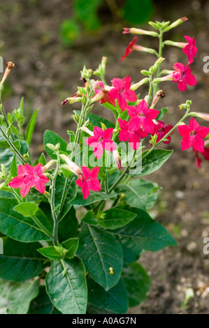 Leuchtend rote Blüten der Pflanze Nicotiana Domino Crimson blühen in einem Garten mit üppig grünem Laub. Stockfoto