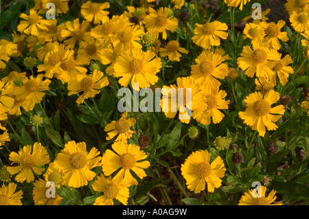 Leuchtend gelbe Blüten der Sneezeweed Asteraceae Helenium autumnale var Pumilum Magnificum blühen in einem Herbstgarten. Stockfoto