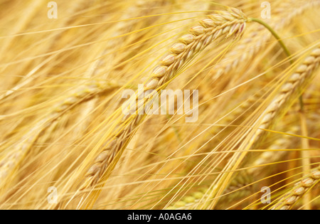 Nahaufnahme von Staats-und reif golden zwei Wintergersten Gerste oder Hordeum Distichon in Feld Stockfoto