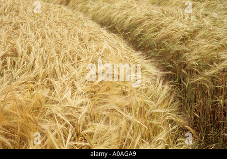 Detail einer Feld-Ecke mit Reife blonde zwei Wintergersten Gerste oder Hordeum Distichon mit Weg durch Stockfoto