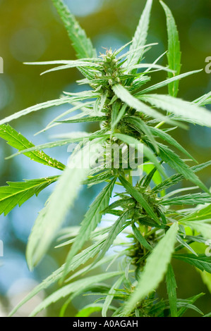 Detaillierte Nahaufnahme einer Cannabaceae Cannabaceae Cannabissativa Pflanze mit leuchtend grünen Blättern und sich entwickelnden Blütenknospen bei natürlichem Licht. Stockfoto