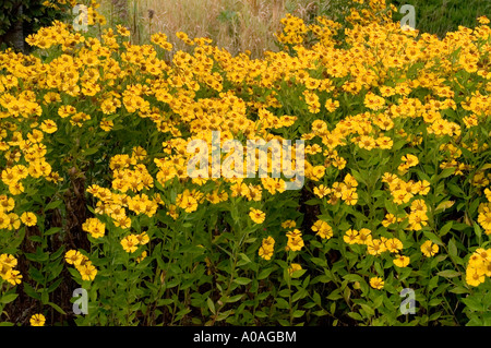 Leuchtend gelb gemeiner Nasenweed Asteraceae Helenium autumnale var Gartensonne blüht in einem dichten Herbstgartenfeld. Stockfoto