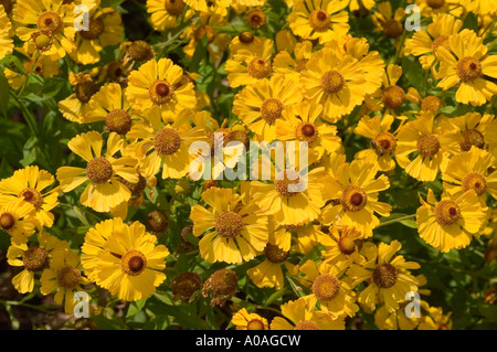 Leuchtend gelbe Herbstblumen von gemeinem Nasengras (Helenium autumnale var Gartensonne) auf einem sonnigen Gartenfeld. Stockfoto
