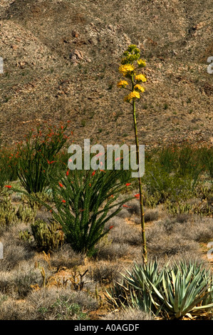 Wüste Agave in voller Blüte Agave Bodendegradierung Anza Borrego Desert State Park California Stockfoto