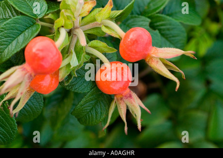 Nahaufnahme der roten Beeren der Wilden Rose, Rosa canina, die im Oktober auf einem Zweig Reifen. Naturfotografie im Herbst. Stockfoto