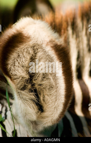 Detaillierte Nahaufnahme eines Zebraohrs mit flauschigem weißem Haar und dunkelbraunem Rand, das Tierstrukturen und Muster in der Natur hervorhebt. Stockfoto