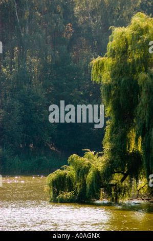 Trauerweide wächst auf einer kleinen Insel in einem Wasserteich im Zoologischen Garten von Posen. Stockfoto