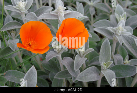 Kalifornische Mohnblumen, Bright, Victoria, Australien Stockfoto