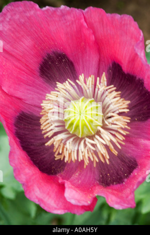 PAPAVER SOMNIFERUM (SCHLAFMOHN) Stockfoto
