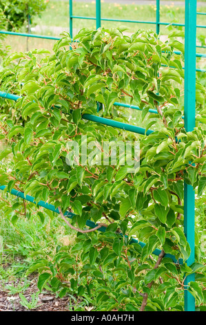 Magnolia-Rebe oder Wu Wei Zi Schisanraceae Schisandra Chinensis China-Korea-Japan-Sachalin Stockfoto