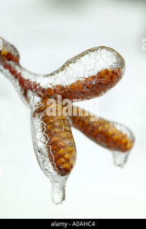 Birke Baum Kätzchen im eiskalten Regen in der Nähe von Alpine Oregon Stockfoto