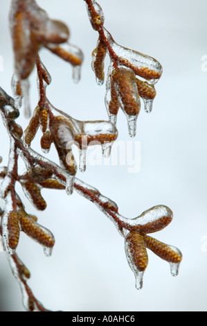 Birke Baum Kätzchen im eiskalten Regen in der Nähe von Alpine Oregon Stockfoto