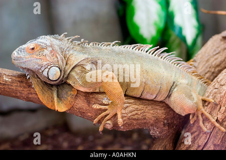 Grüner Iguana-Leguana, der auf einem Holzzweig in Südamerika ruht. Nahaufnahme einer grossen Eidechse mit ausgeprägter Skala und Rückenwirbelsäule. Stockfoto