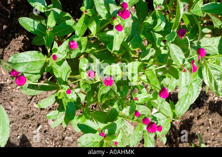 Leuchtend rosa Globe Amaranth Blüten (Gomphrena globosa) aus nächster Nähe. Tropisch-amerikanische Pflanze aus der Familie der Amaranthaceae, die im Boden wächst. Stockfoto