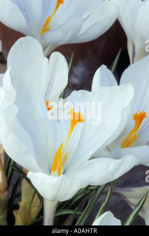 CROCUS VERNUS ' JEANNE D ' ARC " Stockfoto