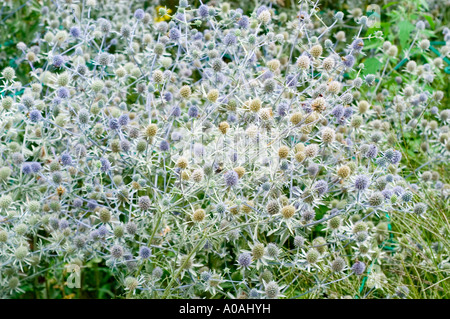 Plattmeer holly Apiaceae Eryngium planum blüht in einem dichten Cluster. Diese in Europa und Asien beheimateten blauen Stauden sind dekorativ. Stockfoto