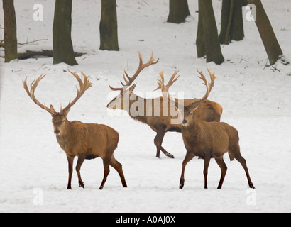 Drei rote Rotwild (Cervus Elaphus) Wandern im Schnee Stockfoto