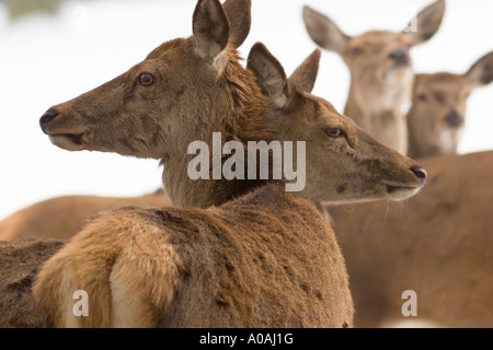 Vier Hinds (Cervus Elaphus) stehen im Schnee Stockfoto