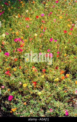 Lebhaftes Feld mit vielen bunten Blumen der Portulaca grandiflora, die in einem Garten mit üppigem grünem Laub blühen. Stockfoto