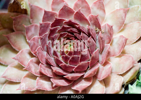 Nahaufnahme eines Violet Stonecrop Sedum Sukkulenten mit seinem komplizierten Rosettenmuster und leuchtend rötlich-violetten fleischigen Blättern. Stockfoto