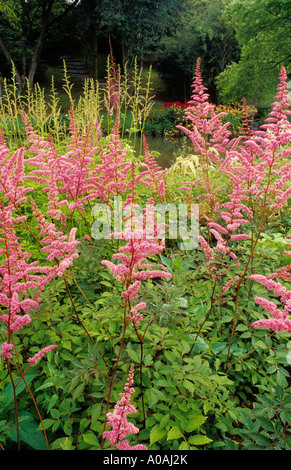 ASTILBE X ARENDSII "CATTLEYA" (FALSCHE GOATSBEARD) Stockfoto