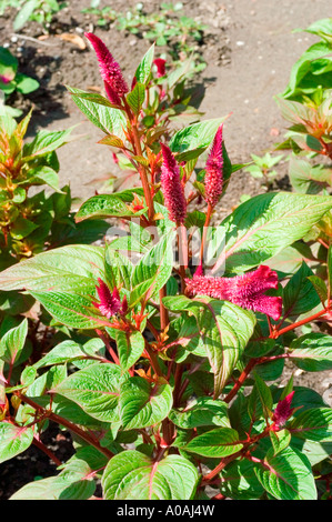 Leuchtend rote Blüten von Cockscomb Crista de galo Amaranthaceae Celosia argentea var cristata, die in einem sonnigen Garten blühen. Stockfoto
