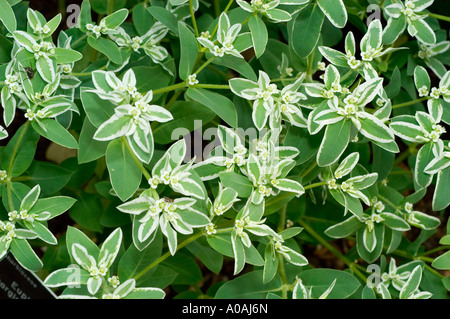 Euphorbiaceae Euphorbia marginata, bekannt als Snow-on-the-Mountain, zeigt in Nordamerika verschiedenartiges Grün- und Weißwerk. Stockfoto