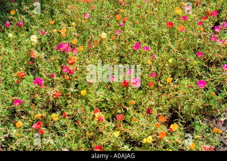 Lebendiges Feld mit farbenfrohen Portulaca grandiflora Blumen, die in einem Garten blühen und eine Vielzahl von rosa, orange und gelben Blüten zeigen. Stockfoto