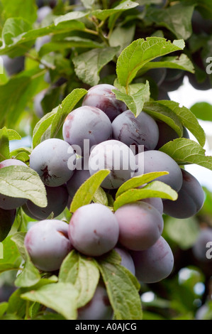 Eine Gruppe reifer lila Pflaumenfrüchte hängt an einem Baumzweig, umgeben von üppig grünen Blättern in einem Obstgarten. Stockfoto