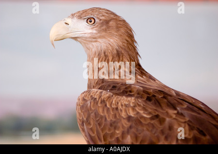 Nahaufnahme eines Seeadlers (Haliaeetus albicilla), der seinen scharfen Schnabel und seine Federn vor einem weichen, unscharfen Hintergrund zeigt. Stockfoto