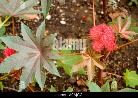 Blätter und rote Früchte der Pflanze Rizinuspflanze oder Rizinusöl Euphorbiaceae Ricinus communis Stockfoto