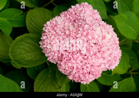Leuchtend rosa Blüten der Hortensia Hydrangea macrophylla Cluster vor einem Hintergrund von grünem Laub im Sommer. Stockfoto