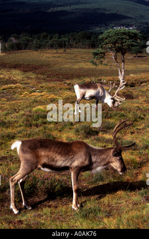 2 Gefangenschaft aber kostenlos reichen Rentier fotografiert im Cairngorm National Park Scotttish Highlands Weiden am Berghang Stockfoto