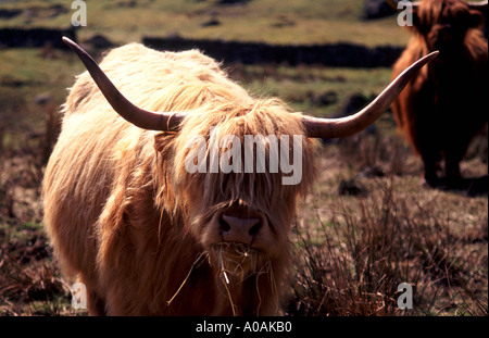 Creme farbige Highland Kuh mit großen Orns in der Nähe von Kamera kauen Rasen Ginger Highland Kuh im Hintergrund unscharf Stockfoto