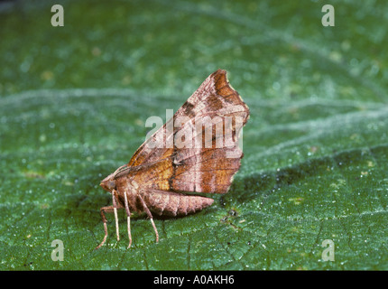 Lila Dorn Motte Selenia Tetralunaria auf Blatt Norfolk UK Juli Stockfoto