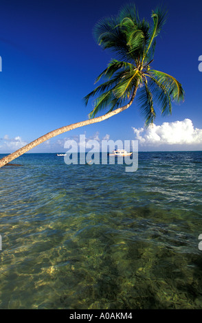 Karibik TRINIDAD TOBAGO schöne Aussicht auf geschwungenen Palme und bunten Boot im Wasser des Ozeans Pigeon Point Tobago Stockfoto
