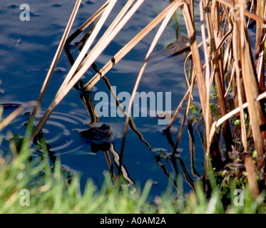 Frösche im Gartenteich Paarung Stockfoto