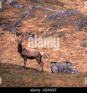 Schottischen Highlands wilden Rotwild Hirsch stehend stolz auf schottischen Berg Hügel Blick direkt in die Kamera Stockfoto