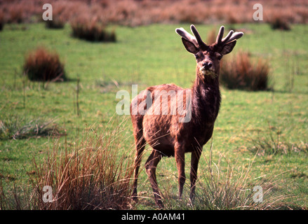 Rote Rotwild schottischen highlands Stockfoto