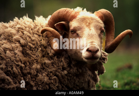 Porträt von Shetland Schafe Ram mit lange symmetrisch geschwungene Hörner hautnah Stockfoto