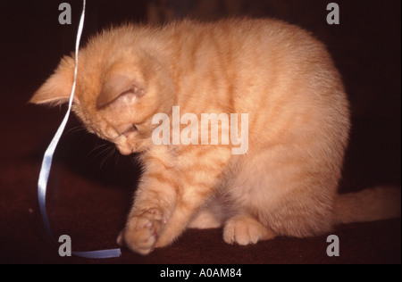 Junge rote Mackerell Tabby Kätzchen spielt mit Band Stockfoto