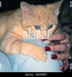 Junge rote Mackerell Tabby Kitten auf Frau s schoss ihre Finger beißen Stockfoto