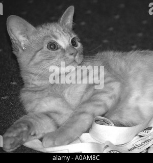 Junge rote Mackerell Tabby Kätzchen sitzen spielen mit Band schwarz / weiß Stockfoto