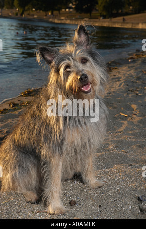 Haustierhund am Sunset Beach, English Bay, Vancouver, BC, Kanada Stockfoto