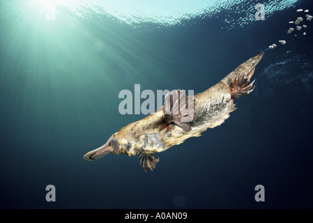 schnabeltier-ente-abgerechnet-platypus-ornithorhynchus-anatinus