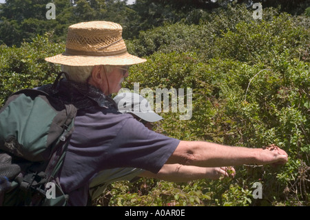 Eine horizontale Farbbild ein älterer Mann und eine Mitte im Alter Mann tragen Hüte und Tornister Brombeeren pflücken Stockfoto